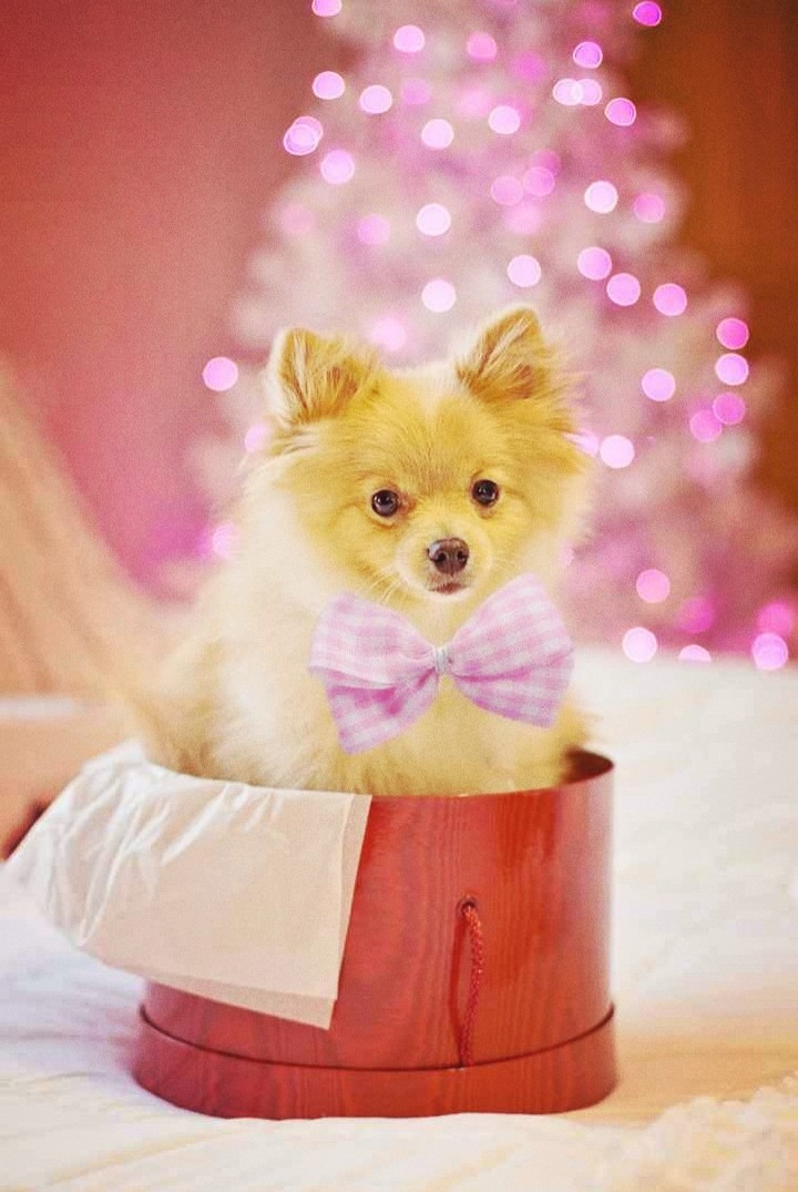 Lovely Dog