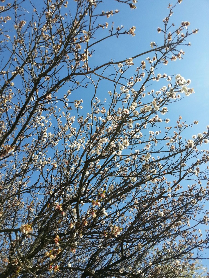spring
