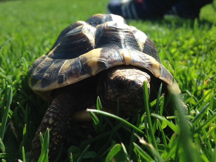 Schildkröte