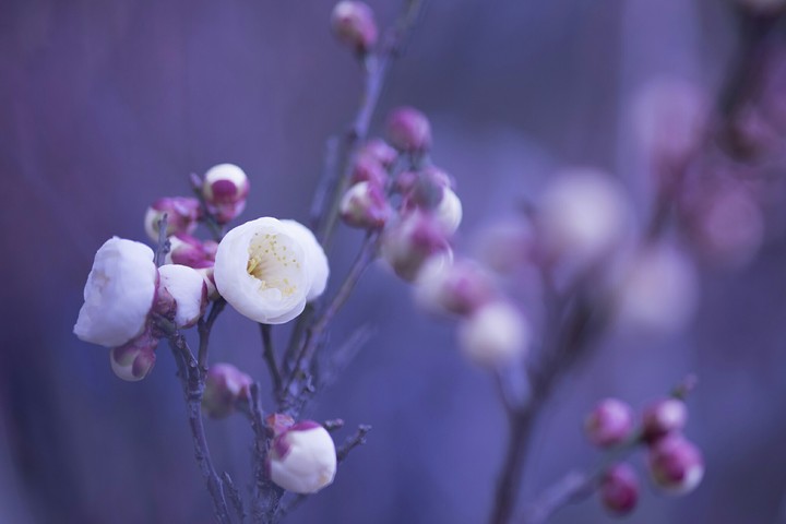 lilac