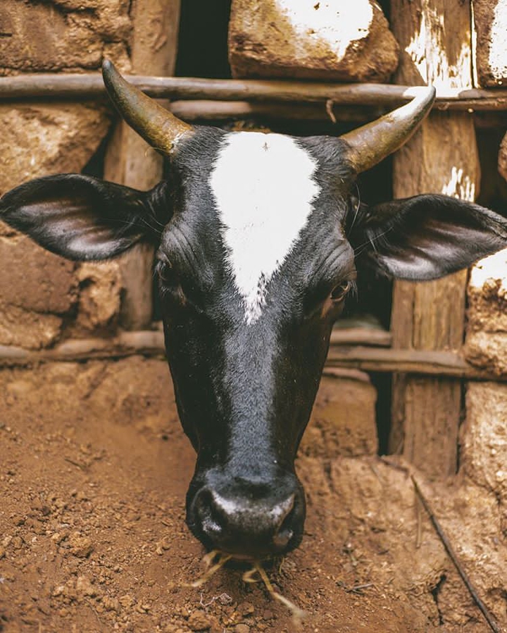 cow