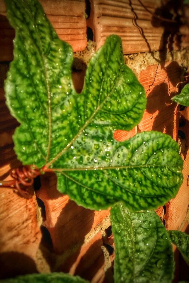 foliage