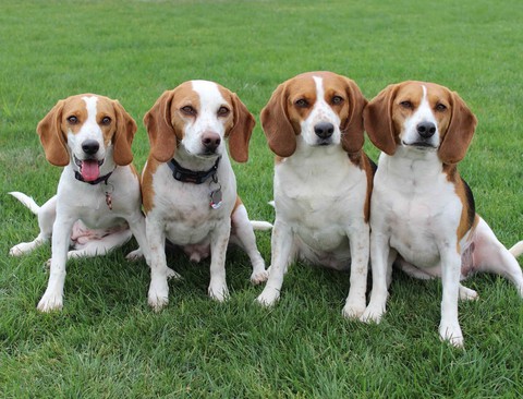 dogs