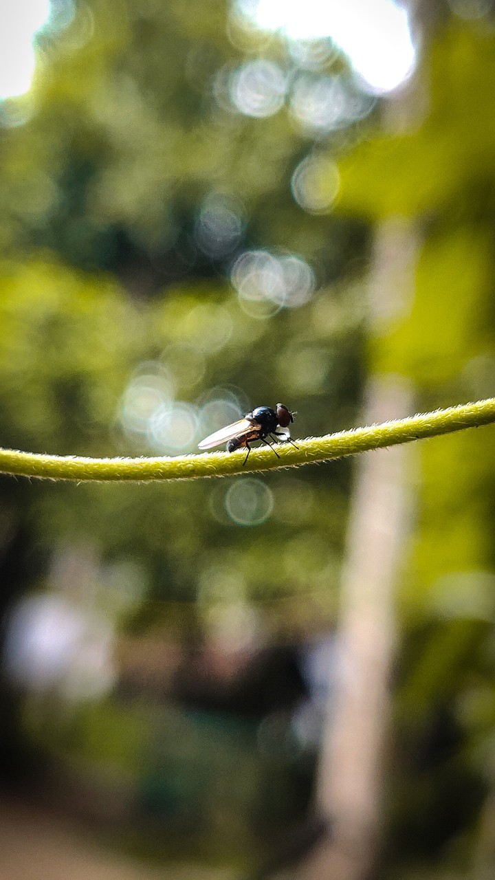 fly
