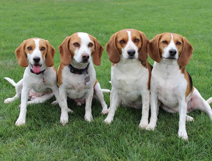 dogs