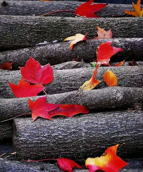 wonderful pic