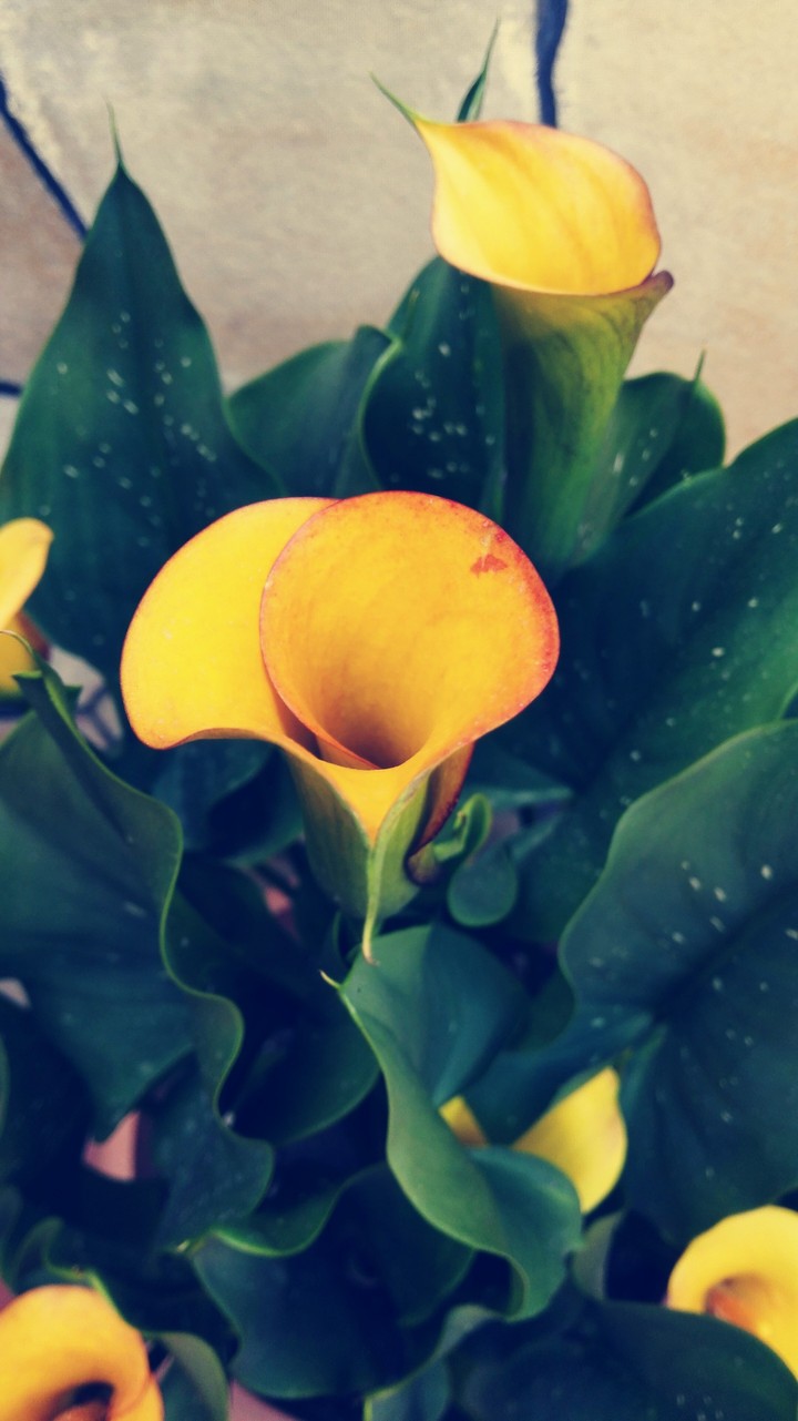 Fiore giallo