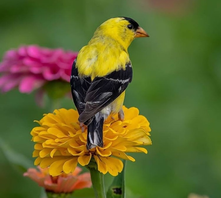 Bird