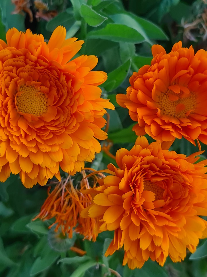 Blumen