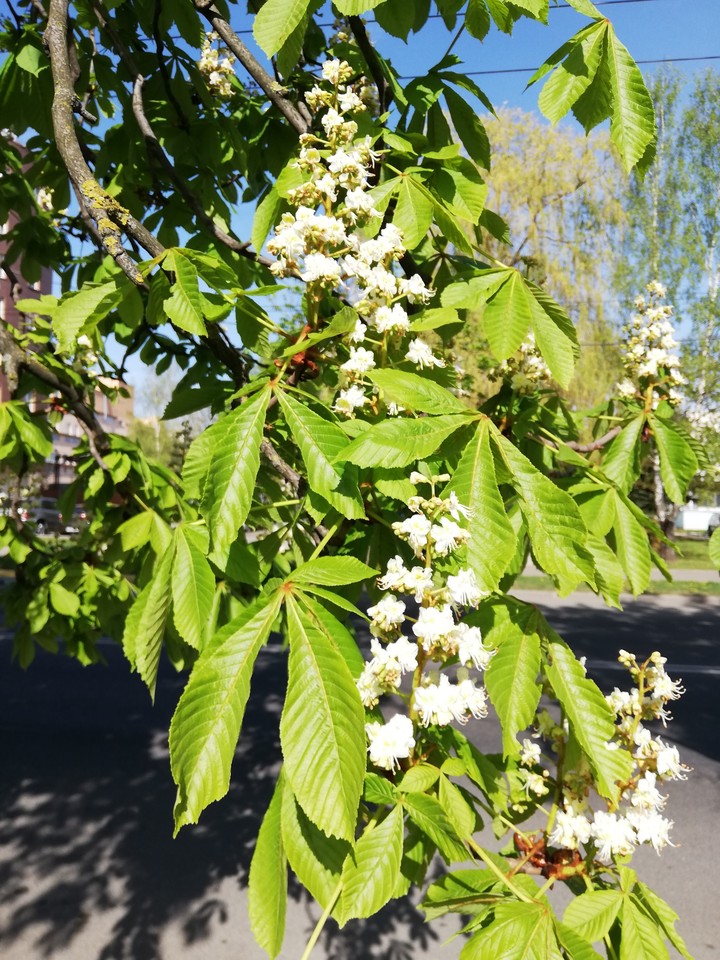 More flowers on the tree
