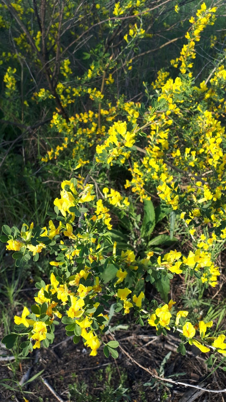 yellow flowers