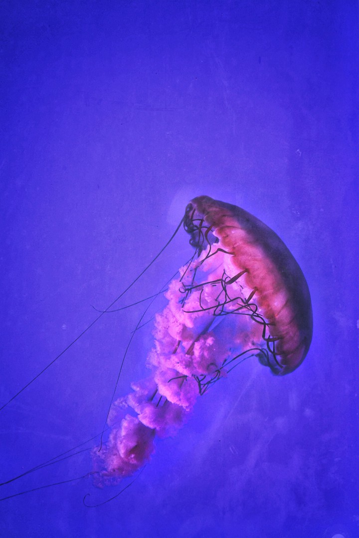 Jellyfish