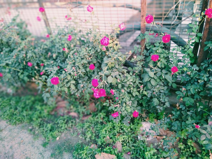? Rose