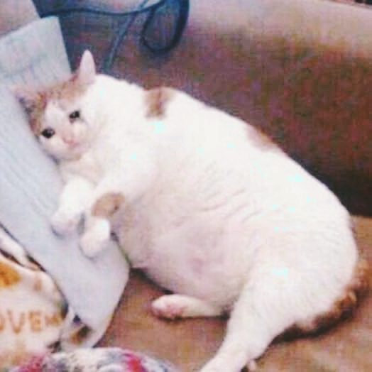 Fat sad cat