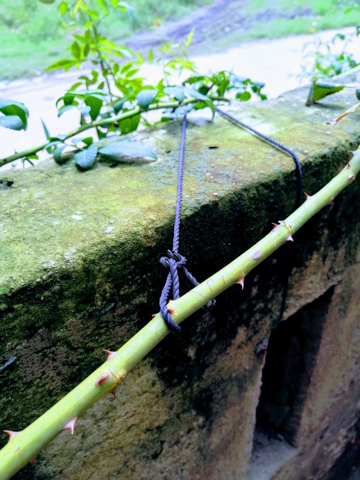 branch