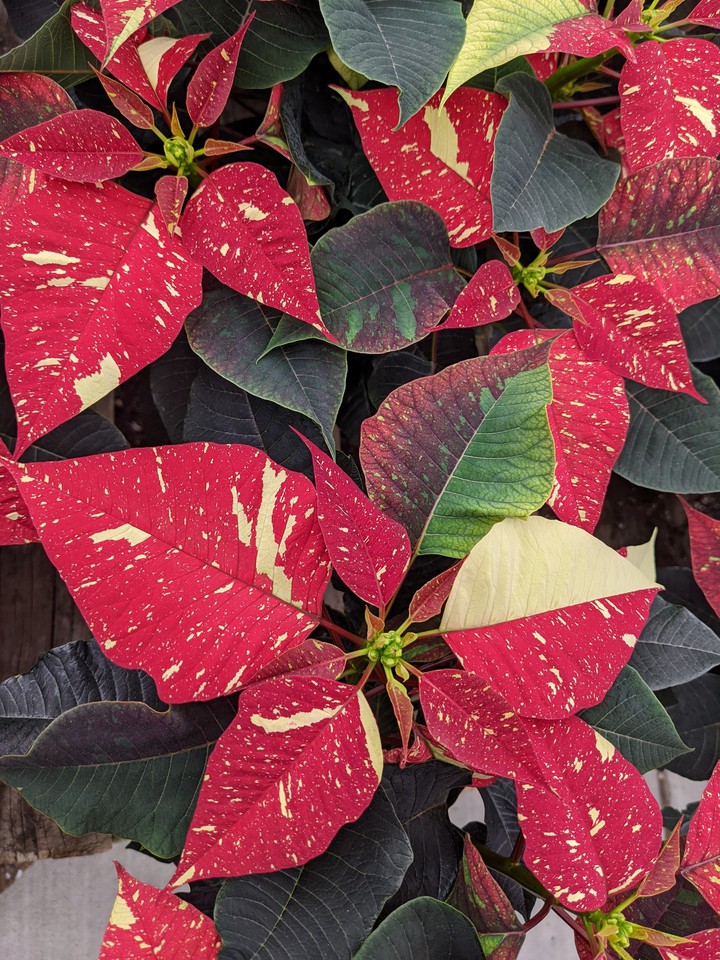 Variegated Poinsettia