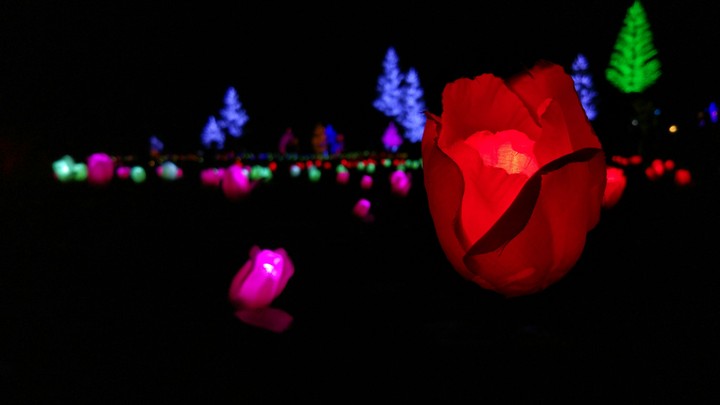 Light flower