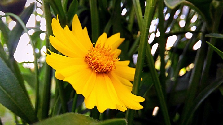 yellow