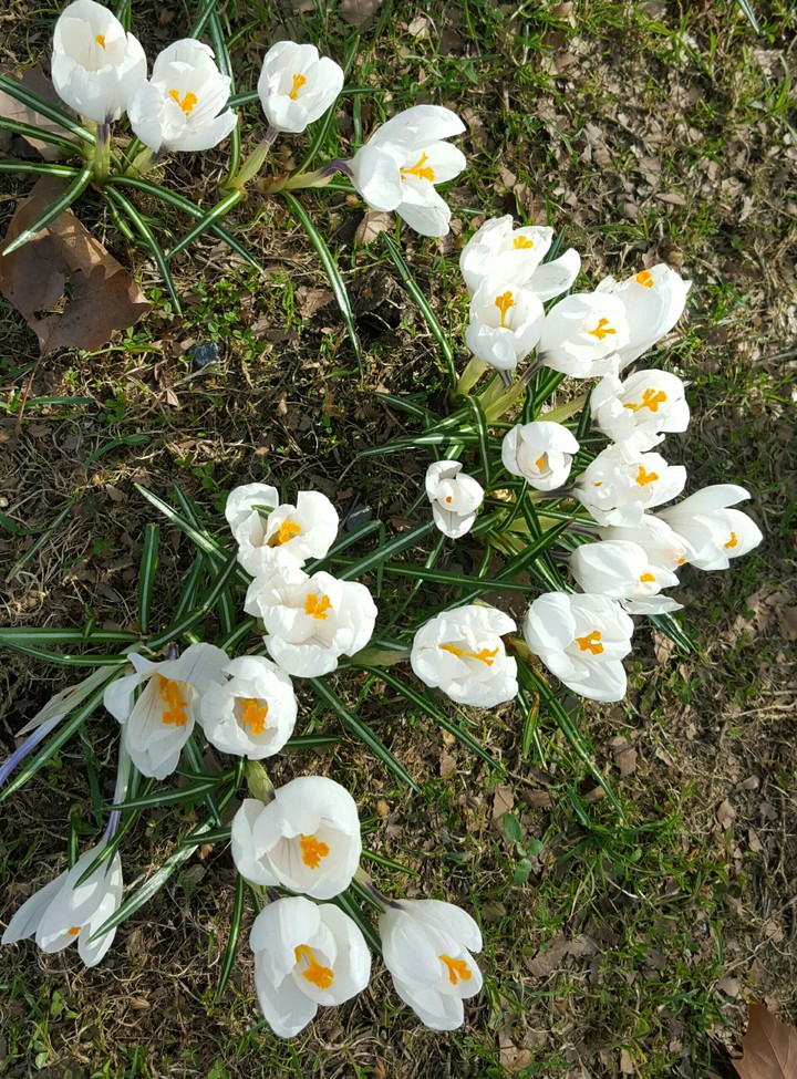 flower 4