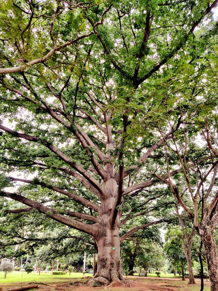 Big Trees