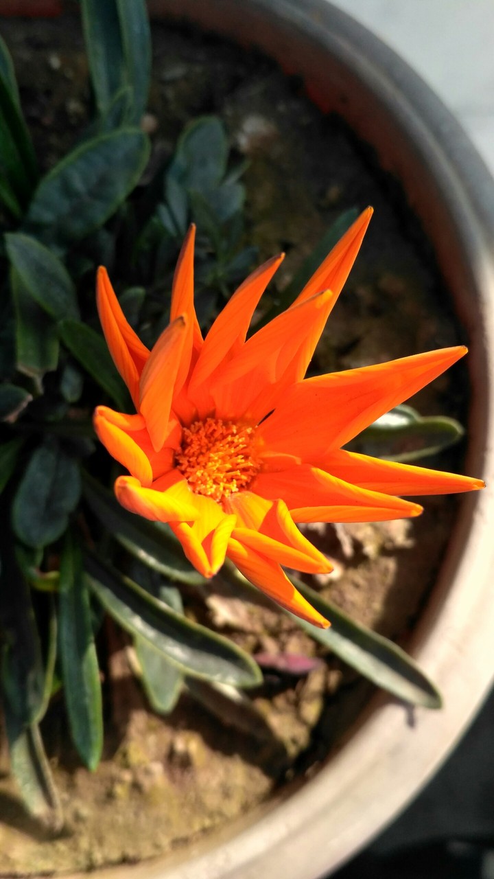 orange flower