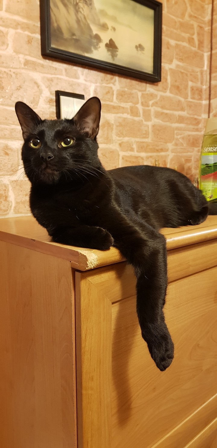 мой котобог)