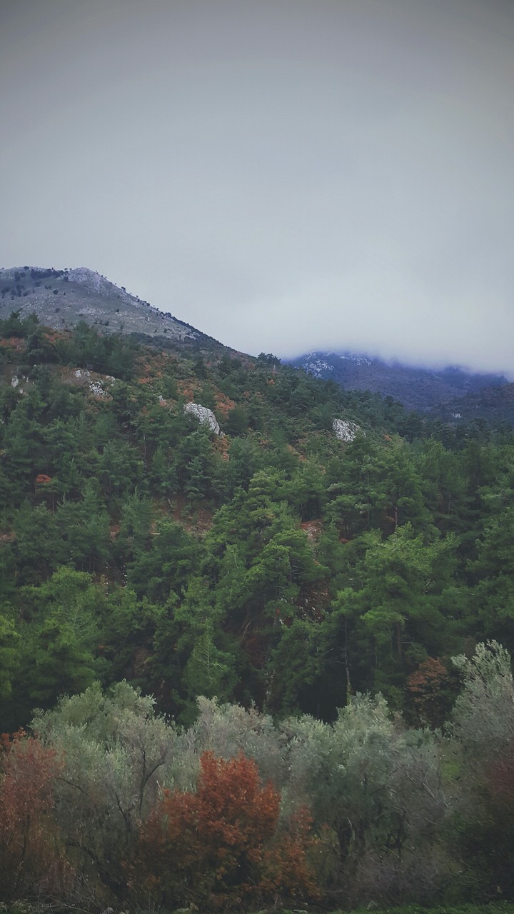 Orman