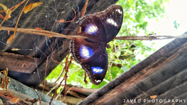 Butterfly ❤❤❤