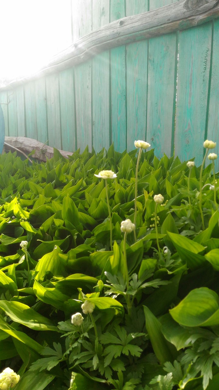 Flowers