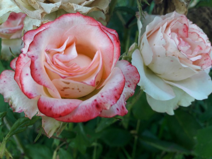 roses