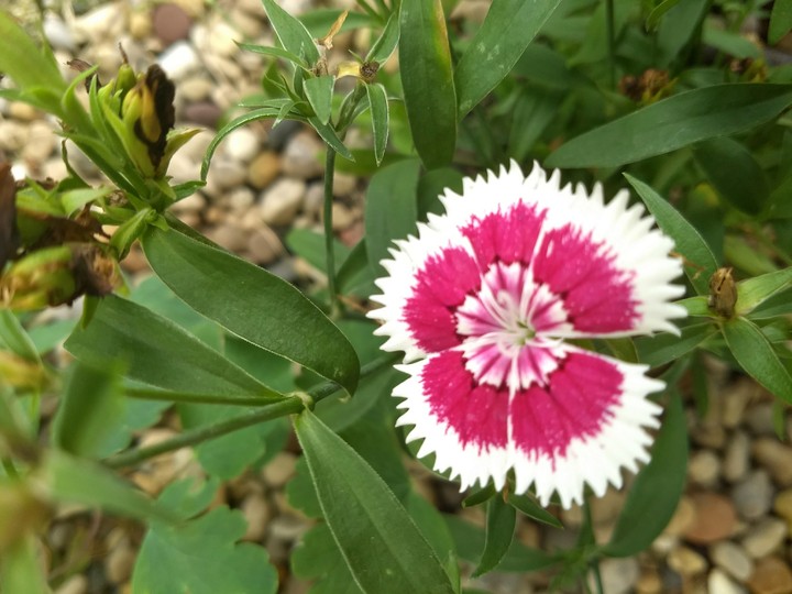 pink and white