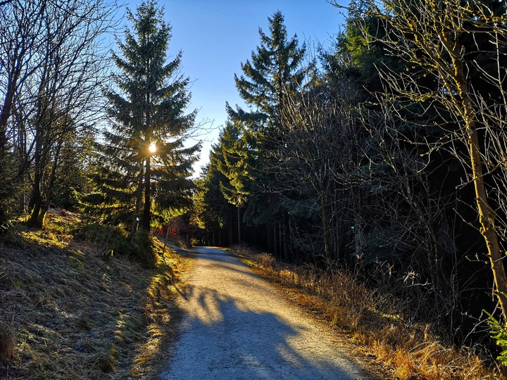 A way in the forrest