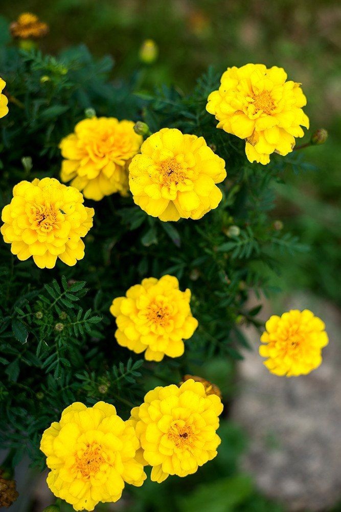 Marigold