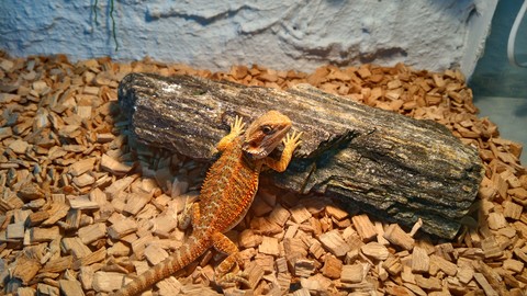 Bearded dragon