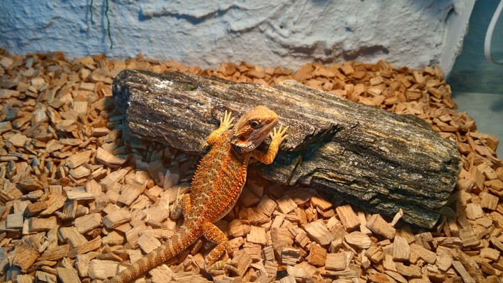 Bearded dragon