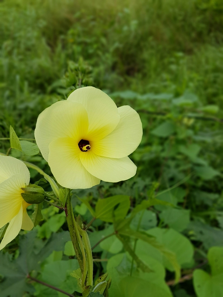 yellow& green