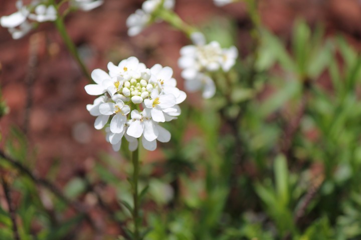 unknown flower 3