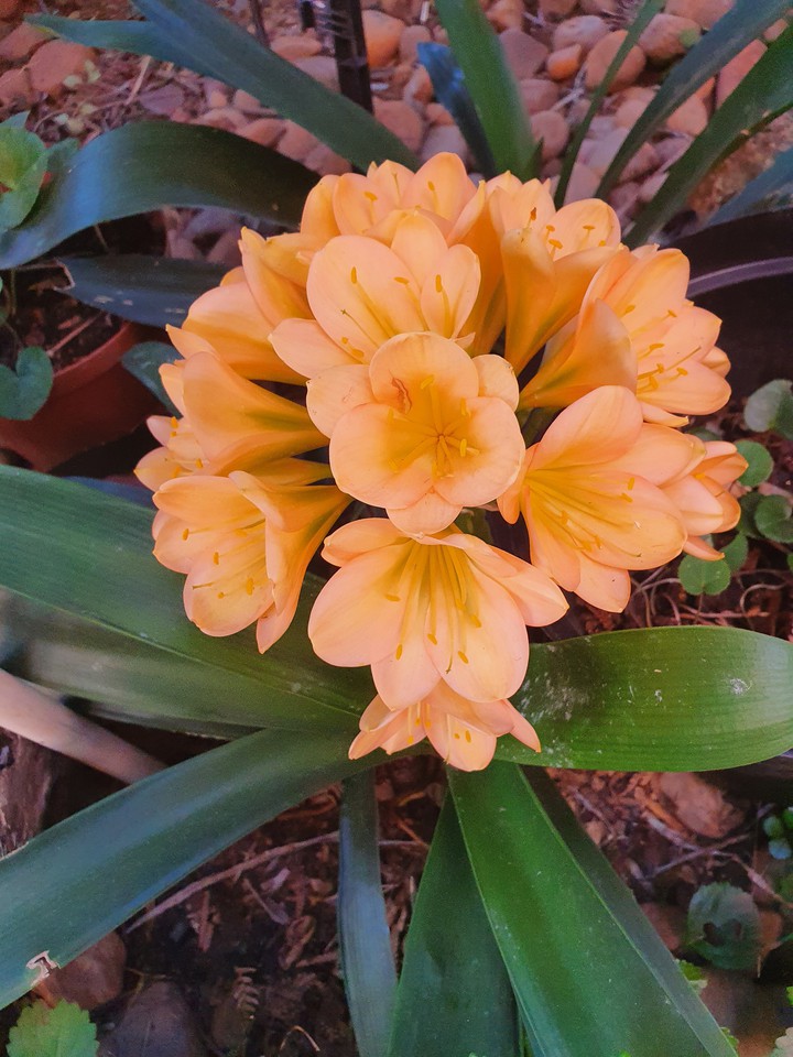 Golden clivia