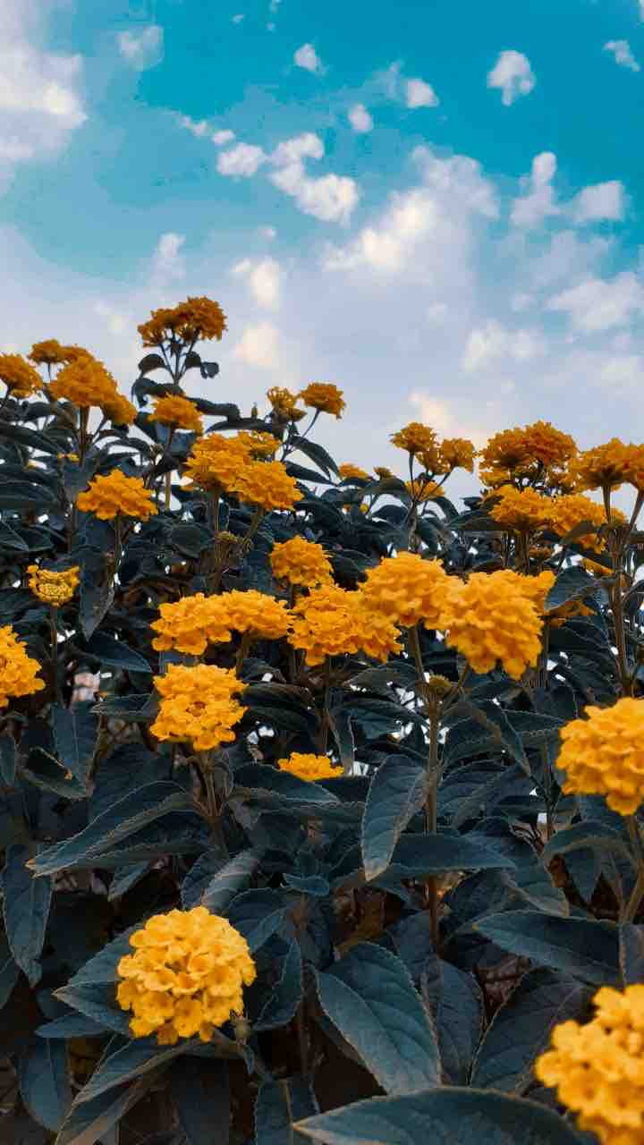 Yellow flowers