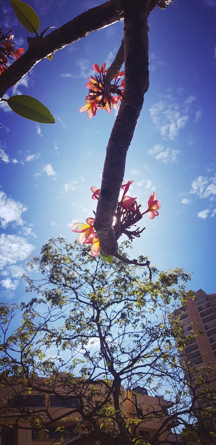 Flor e sol