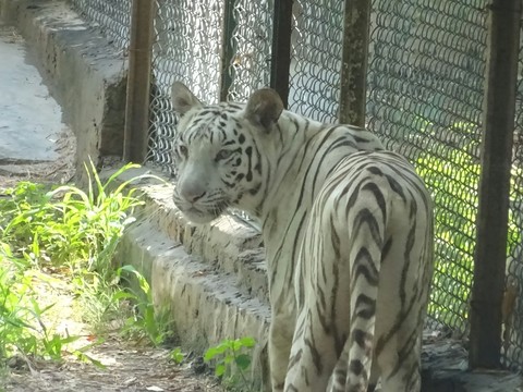 White Tiger