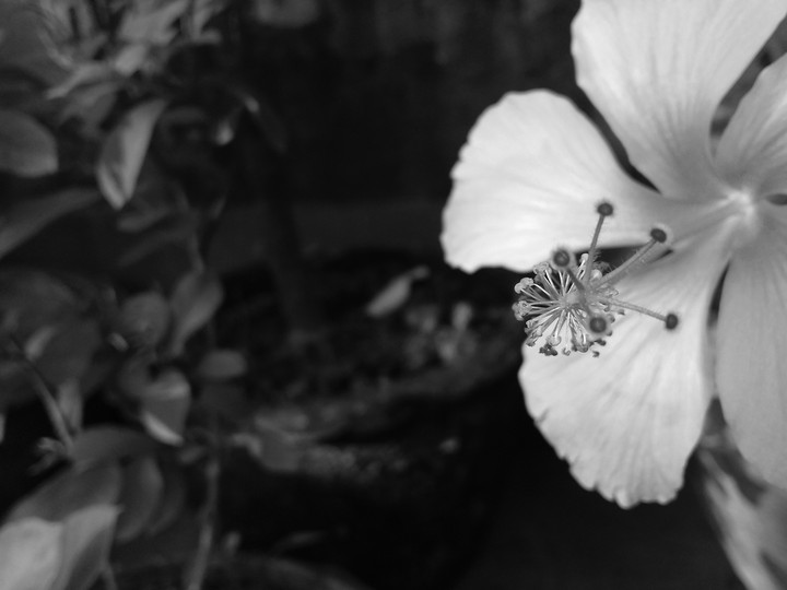 B&W