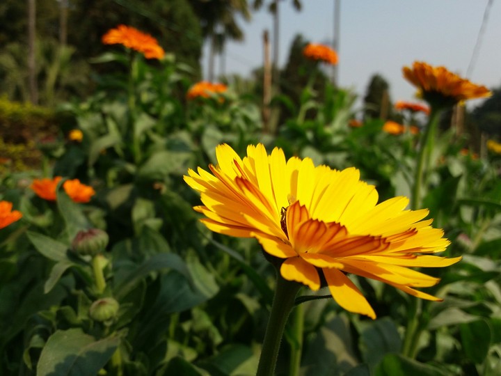flower