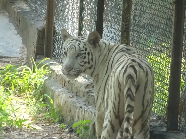 White Tiger