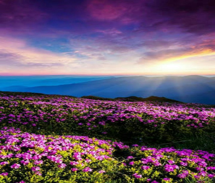 A Mountain & Flowers in Sunrise