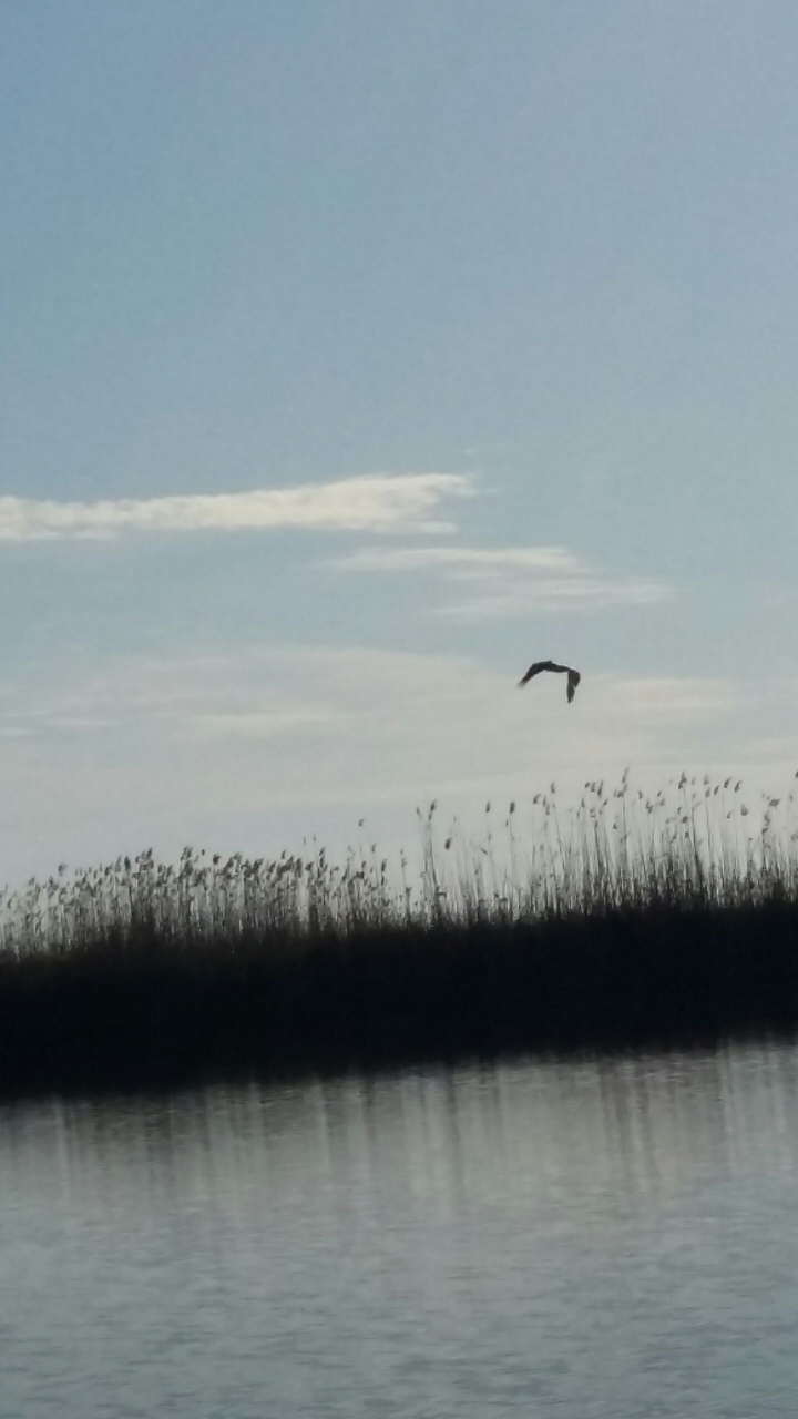 A lonely pelican