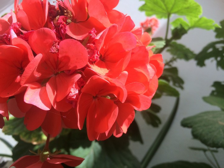 Red  flower 