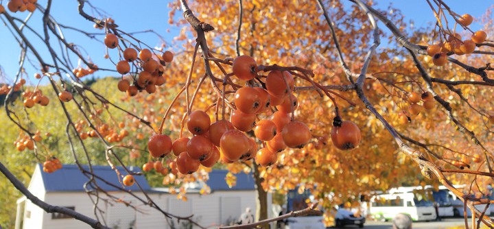 berries