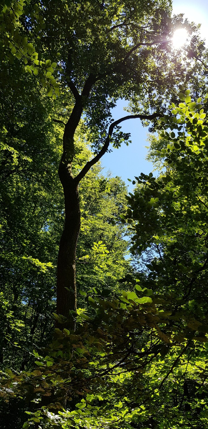 Heidelberg Königsstuhl wood