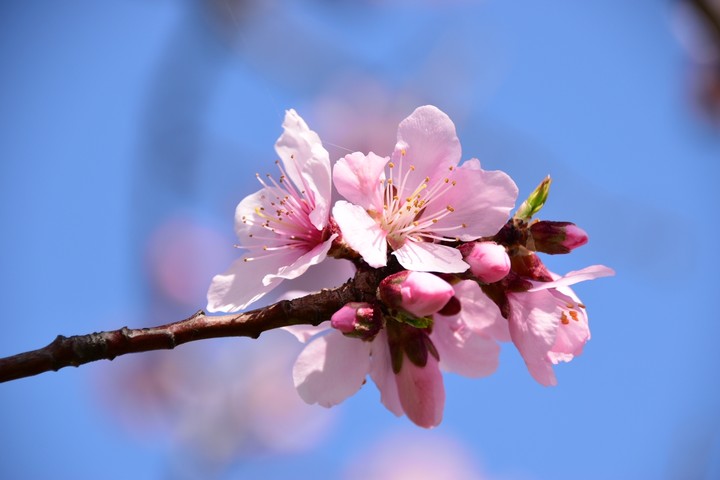 fragile beauty